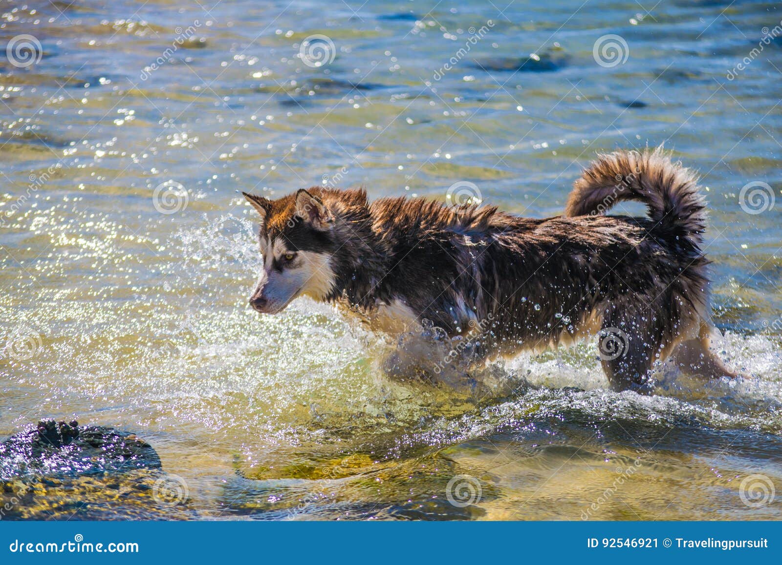 siberian husky puppy swimming on the shore sea splashing water