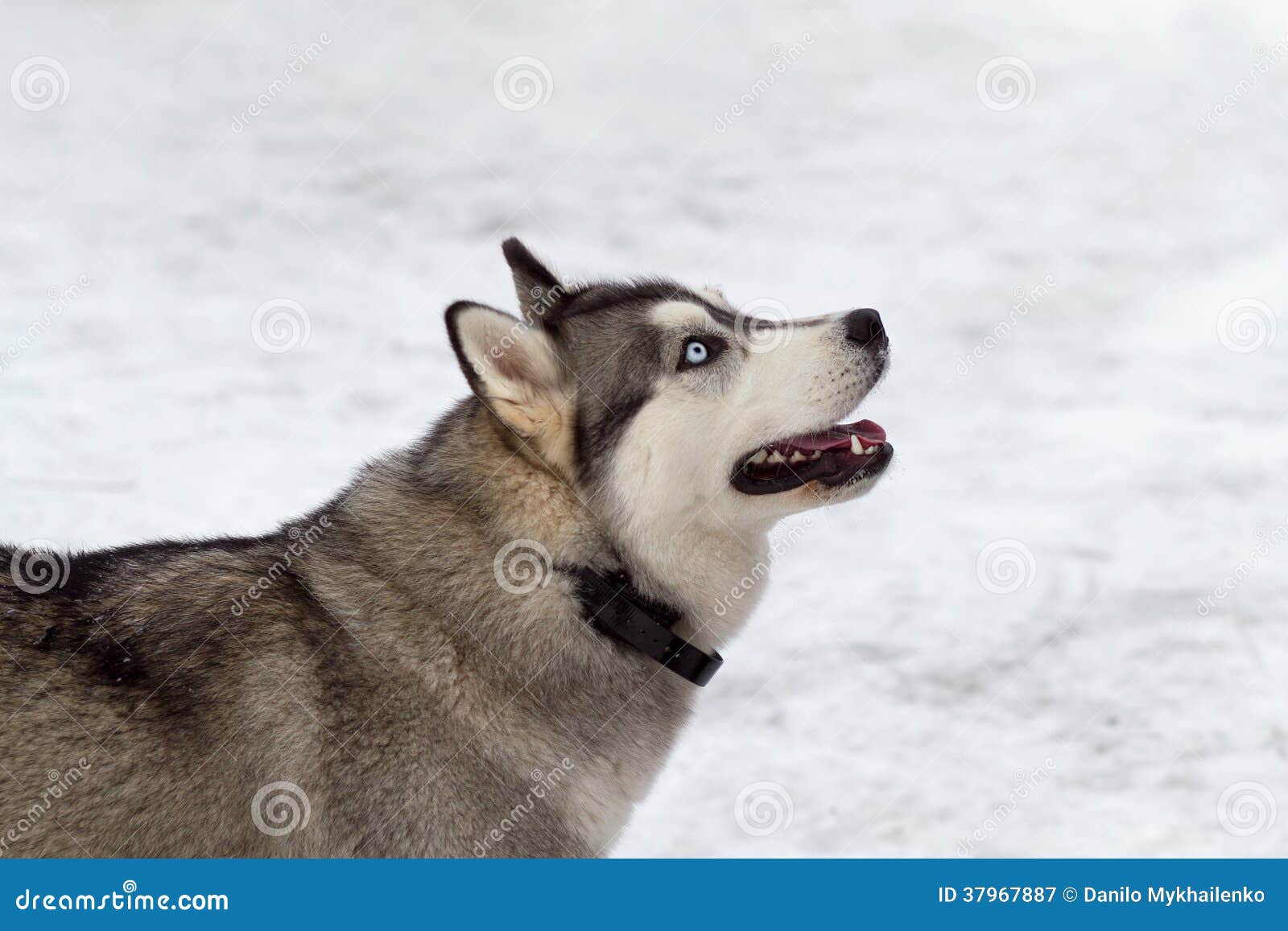 Siberian Husky Royalty Free Stock Photography Image 37967887