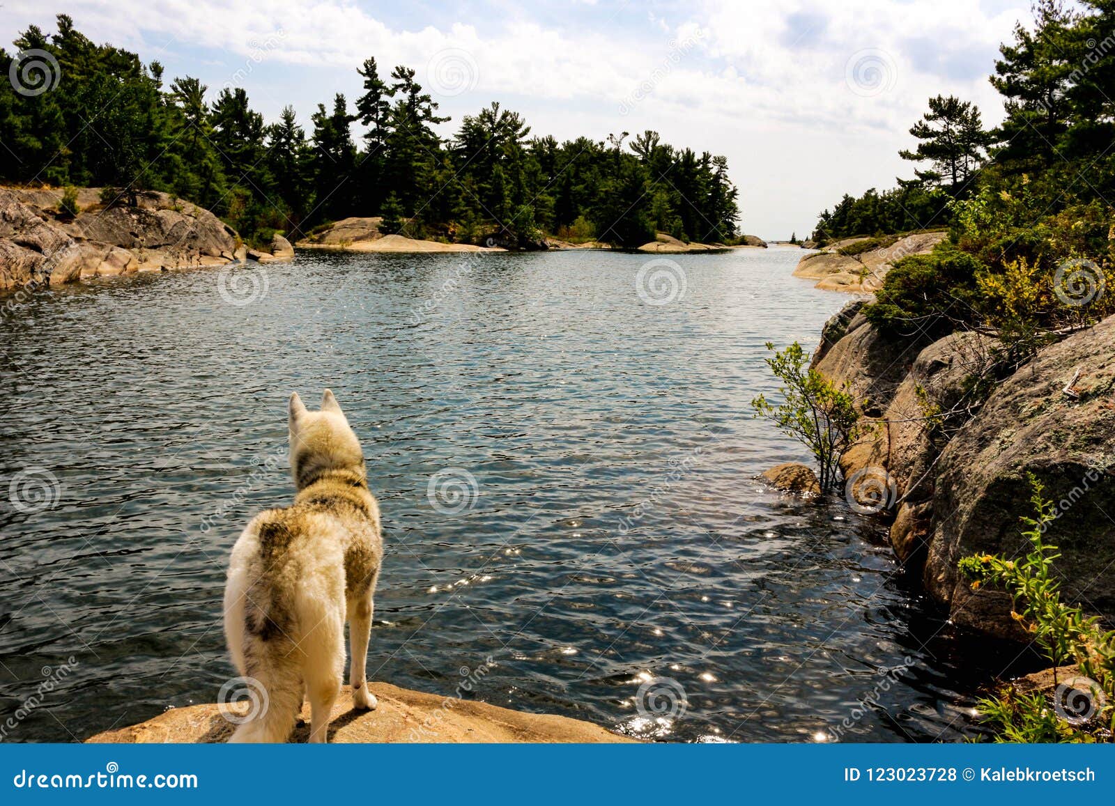siberian husky on the shores of lake looking very majestic