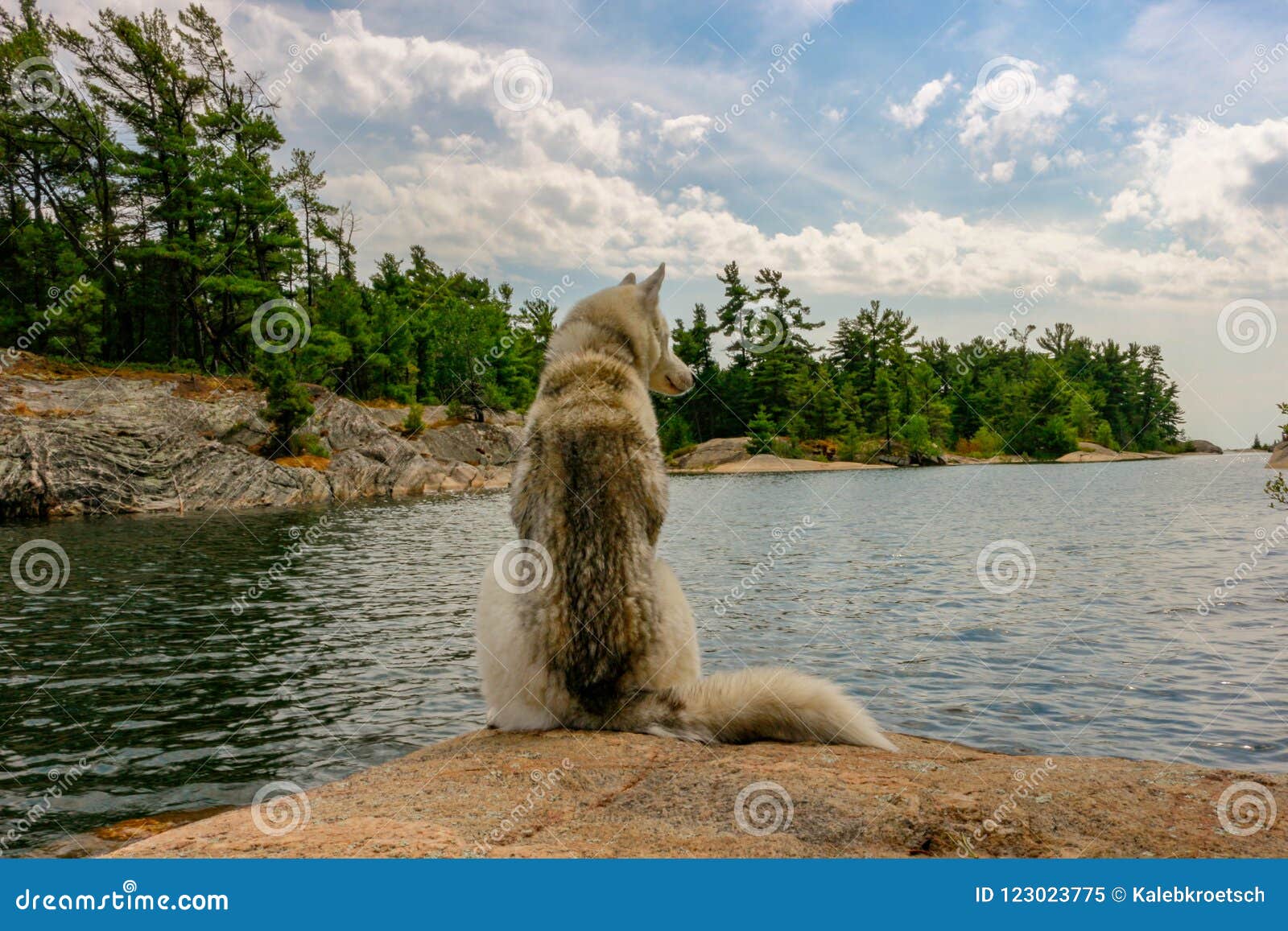 siberian husky on the shores of lake