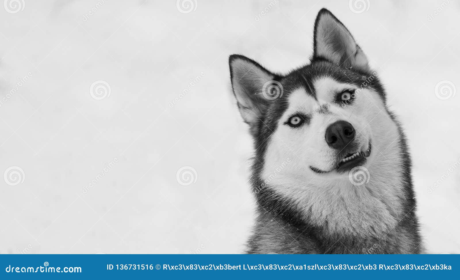 a siberian husky sitting and looking to the camera