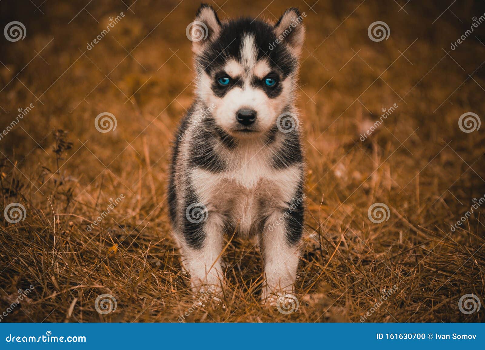 husky small breed