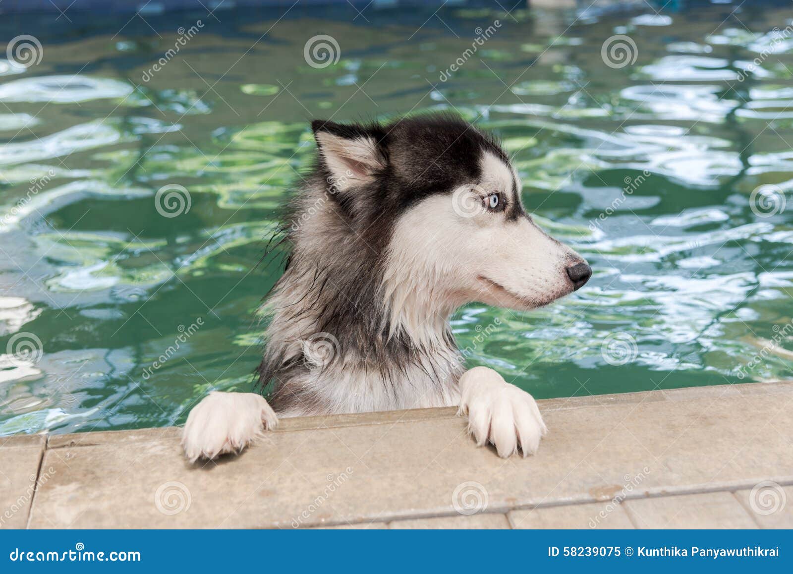 Siberian Husky In The Swimming Pool 