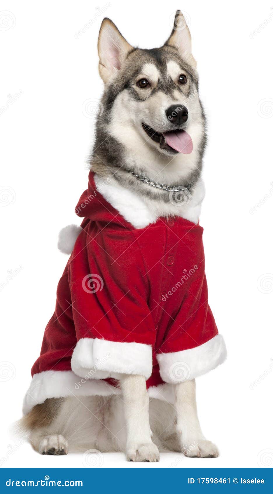 Siberian Husky Wearing Santa Outfit Stock Image Image of animal