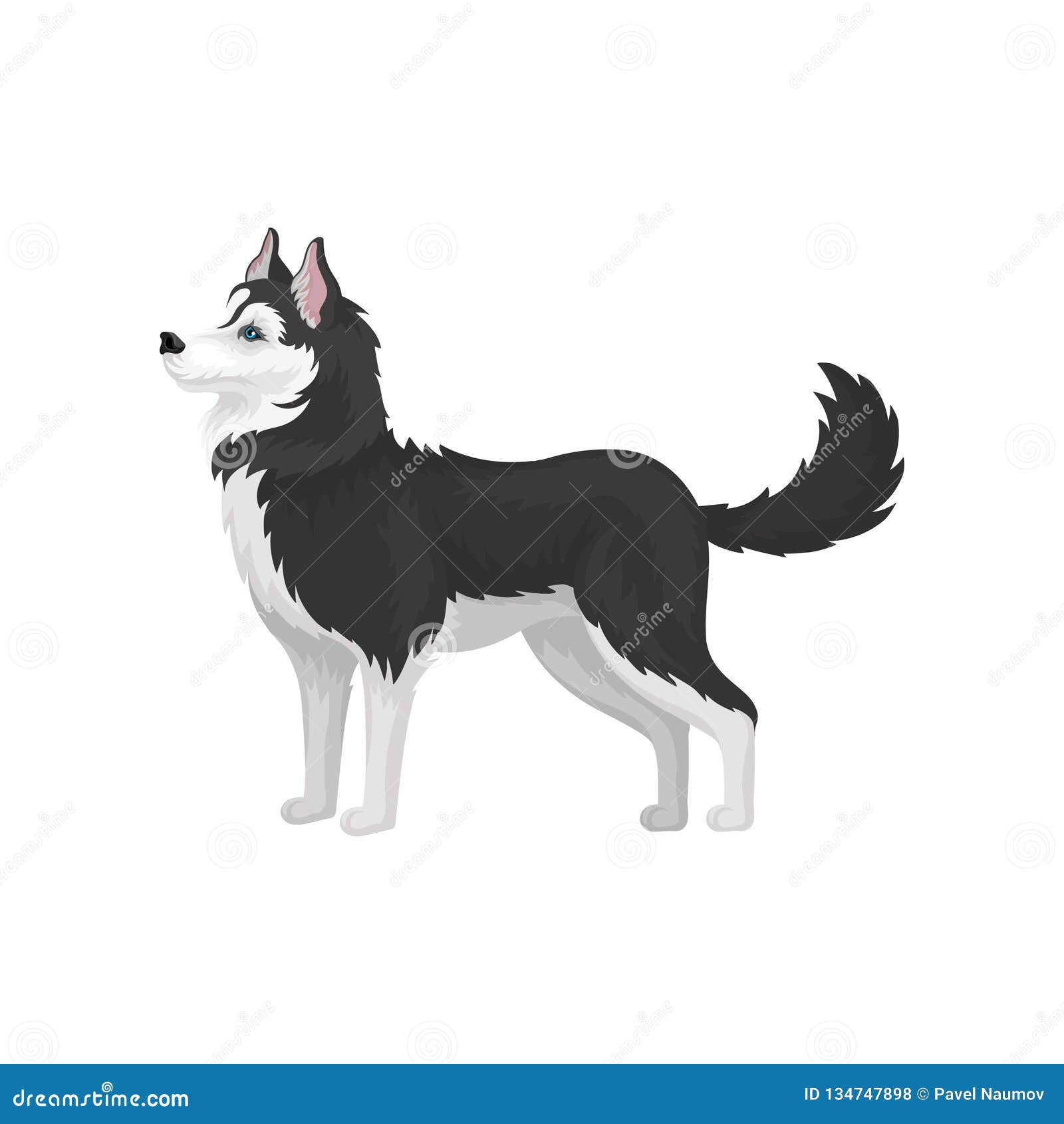 Download Siberian Husky White And Black Purebred Dog Animal With Blue Eyes Side View Vector Illustration On A White Background Stock Vector Illustration Of Breed Husky 134747898