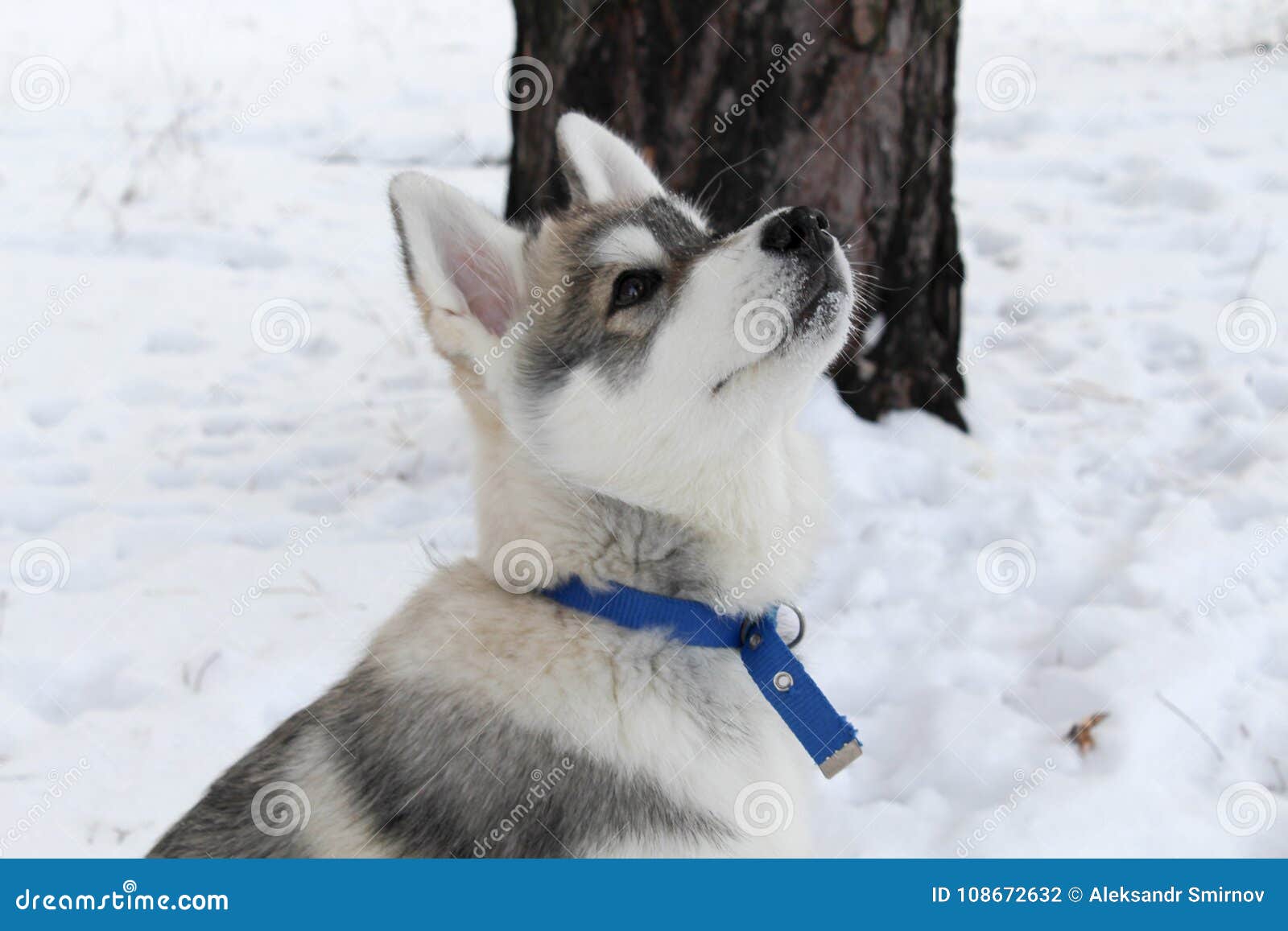 spotted siberian husky