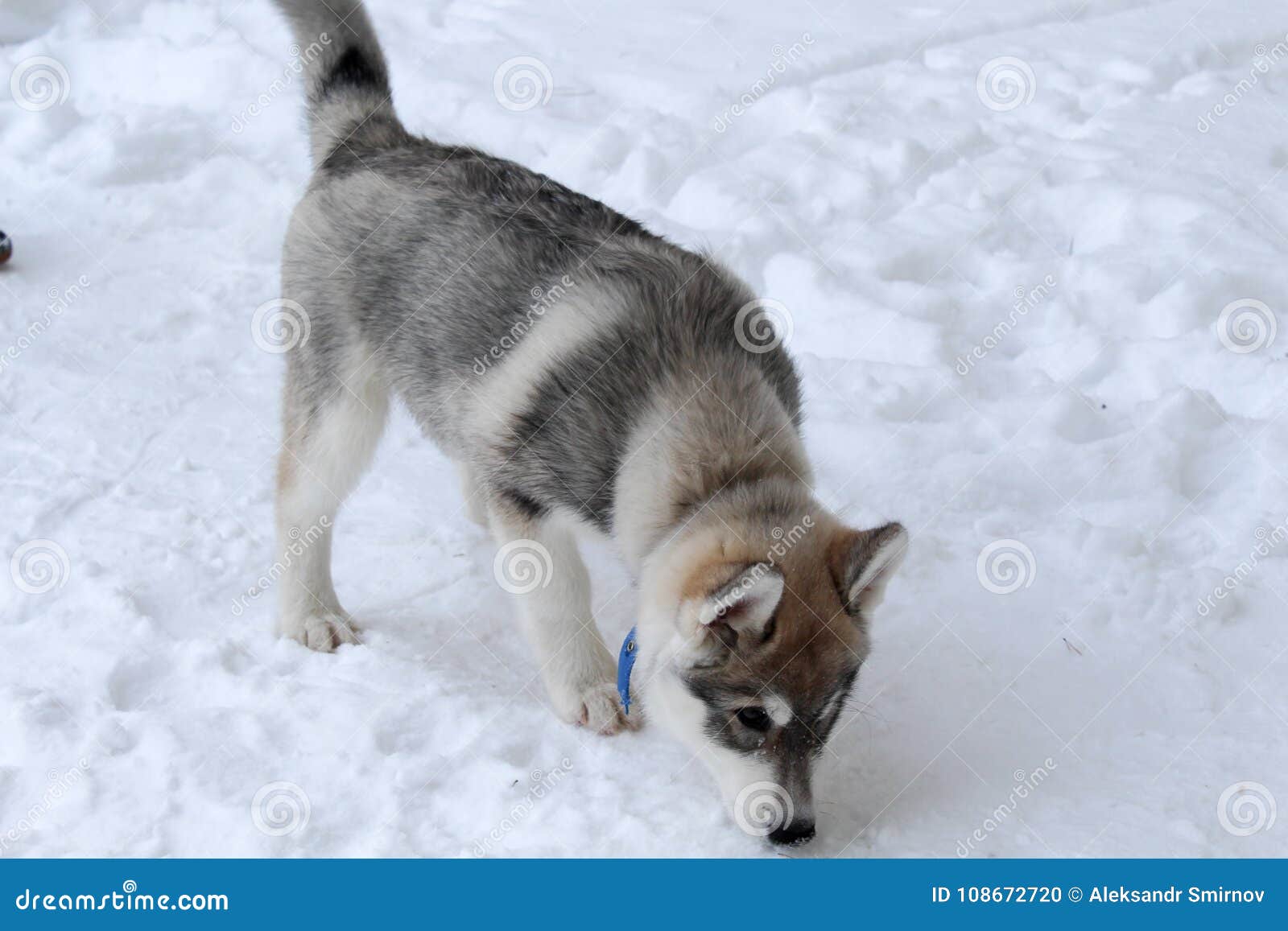 spotted siberian husky