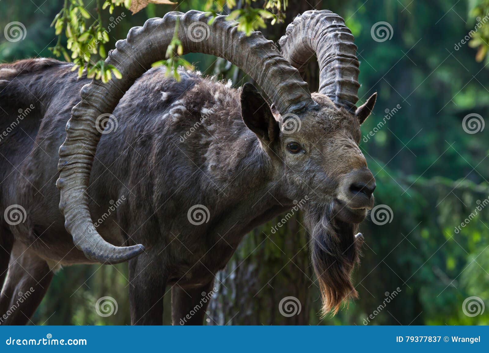 siberian ibex (capra sibirica).