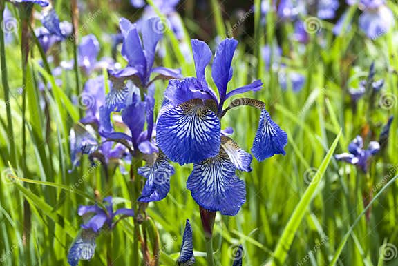 Siberian Iris - Iris Sibirica Stock Photo - Image of flowers, sibirica ...