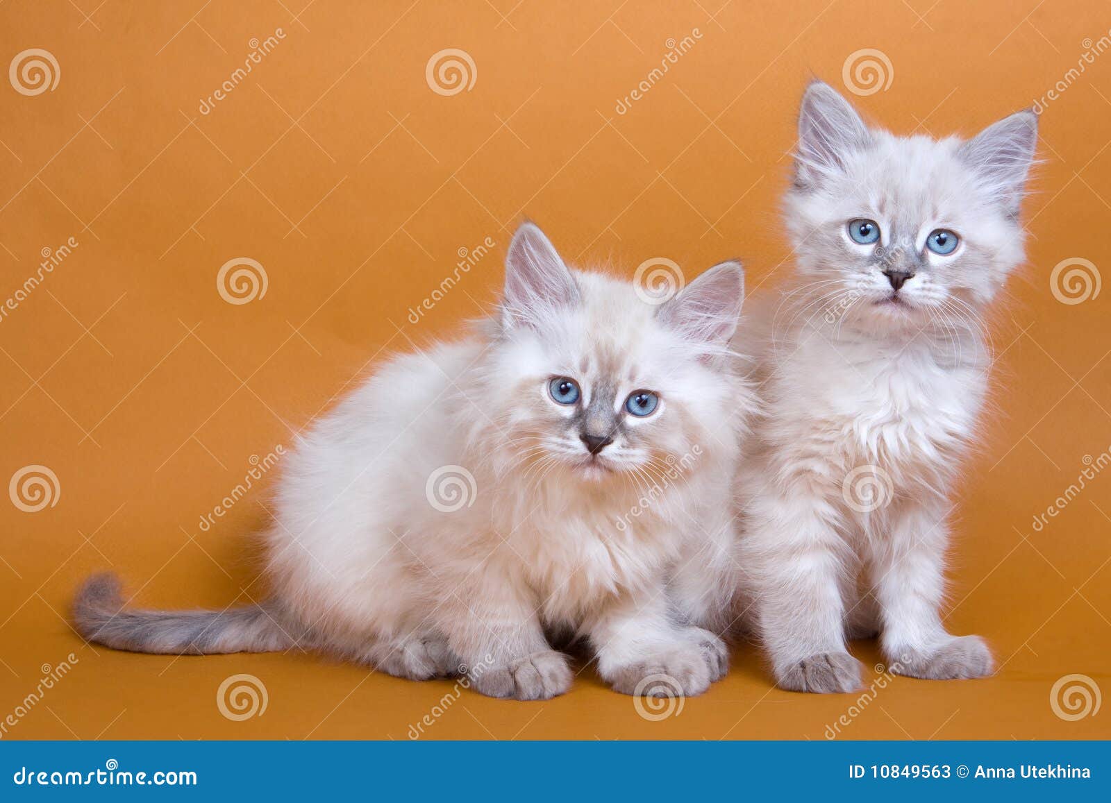 Regal Siberian Cattery, image size:1600x1157