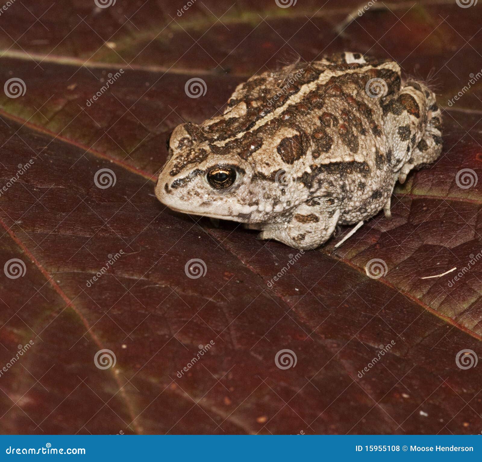 siberian (mongolian) toad