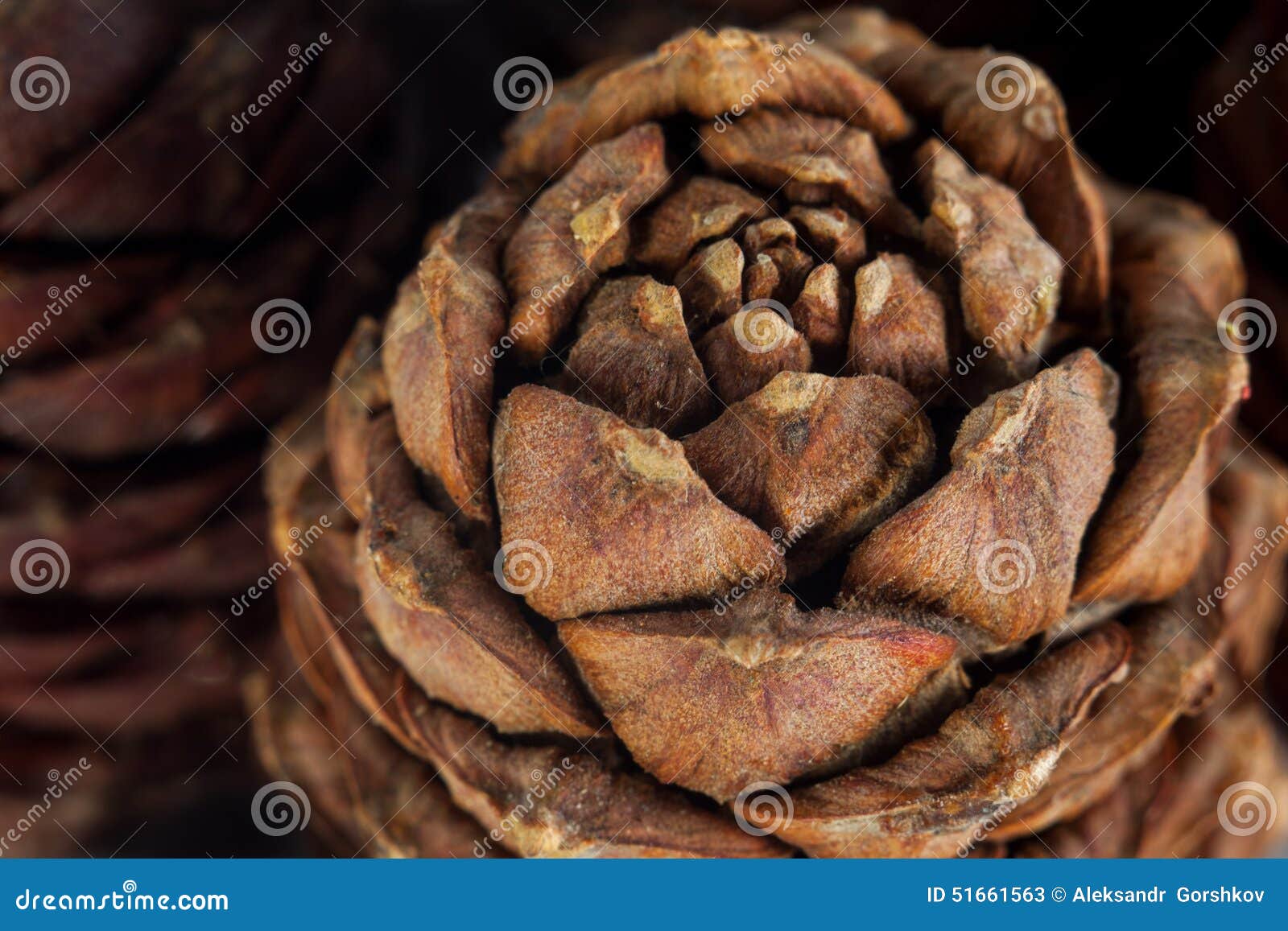 Siberian pine cones stock image. Image of vitamins, gifts 51661563