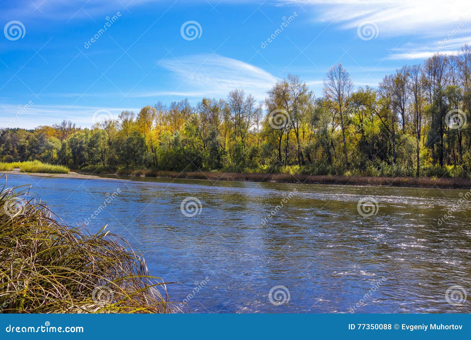 Siberian River Berd In Autumn Stock Photo Image Of Region District