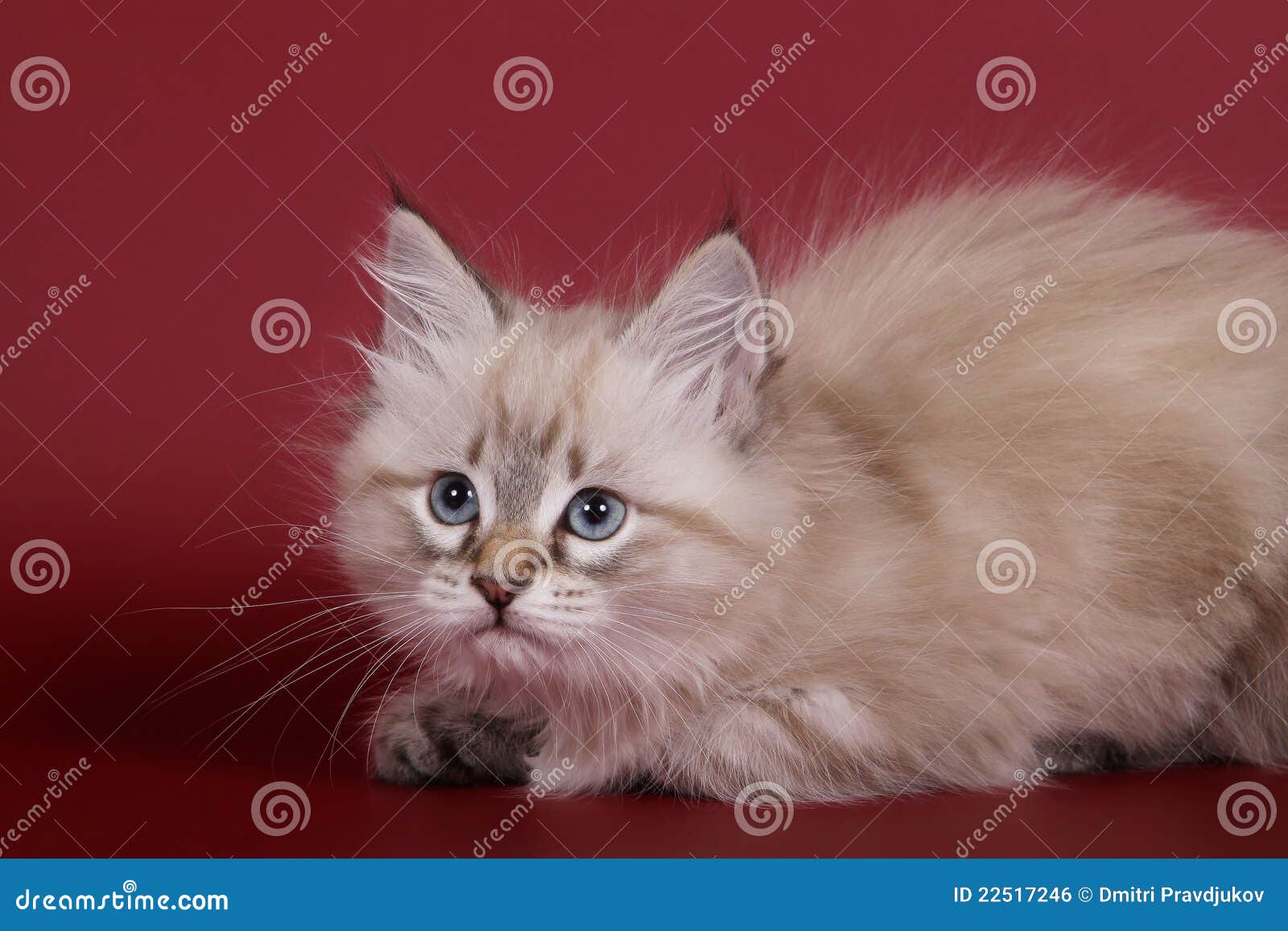 red point siberian cat