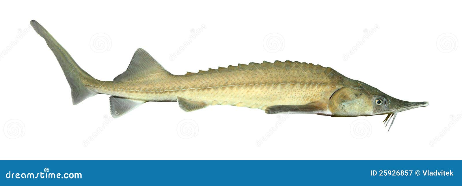 The Siberian sturgeon. stock image. Image of idus, catching 25926857