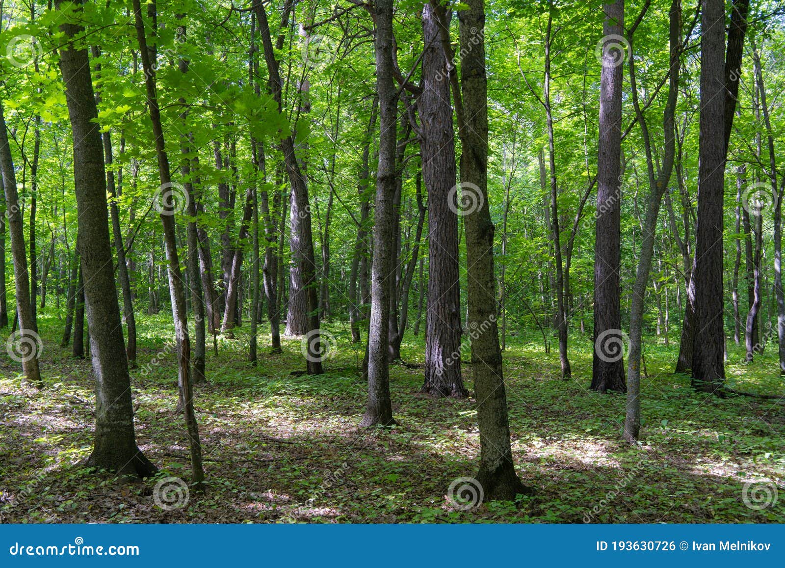 In the Siberian Taiga. Ancient Forest Stock Photo - Image of misty ...