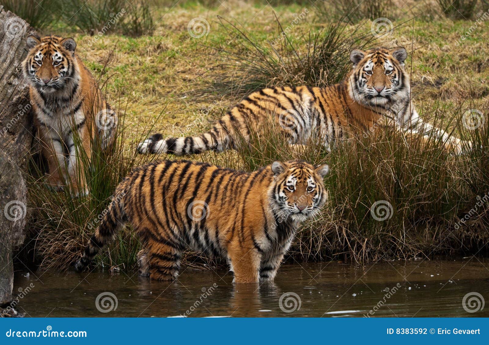 siberian tiger cubs