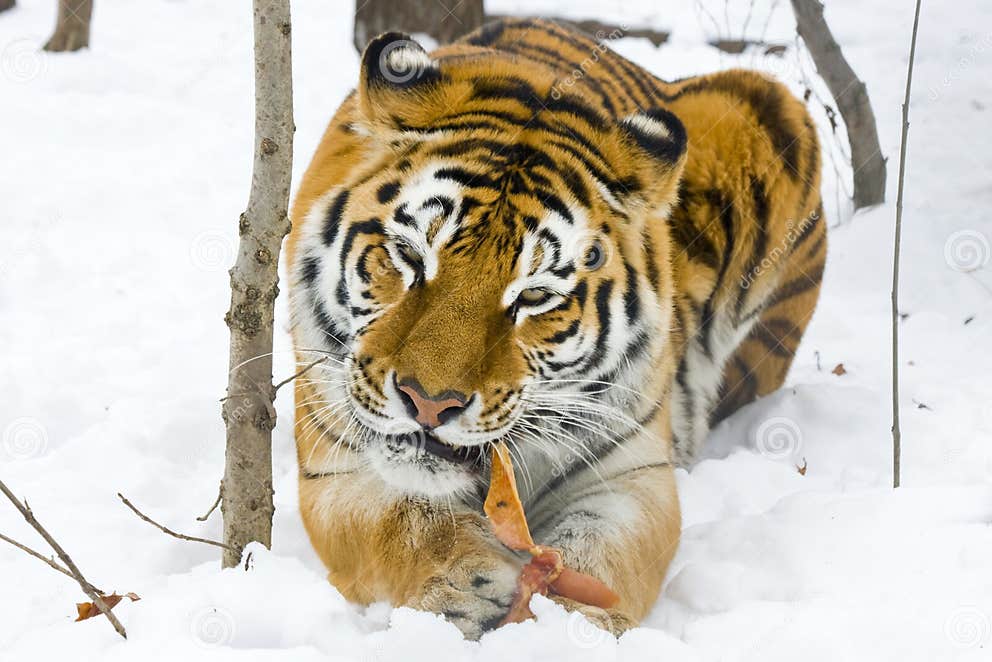 Siberian tiger eats stock photo. Image of cold, winter - 29110980