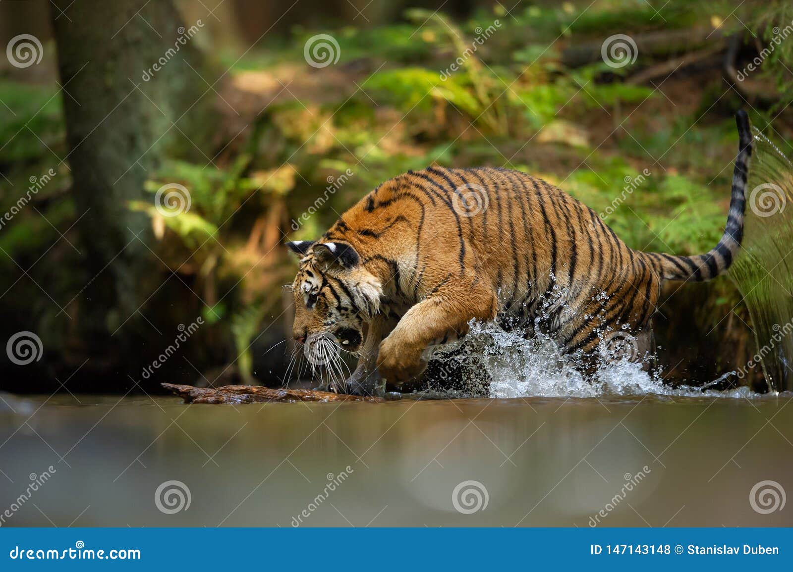 Siberian Tiger in Forest River with Splashing Water. Agressive Animal in  Natural Habitat. Panthera Tigris Altaica Stock Photo - Image of head,  closeup: 147143148