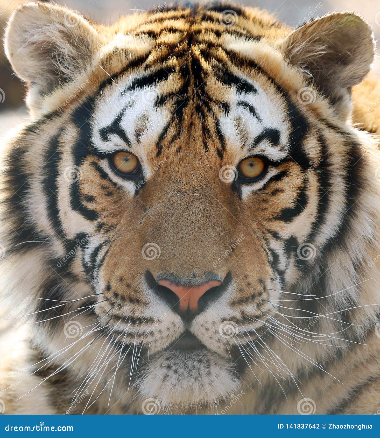 The Siberian tiger head stock photo. Image of siberian - 141837642