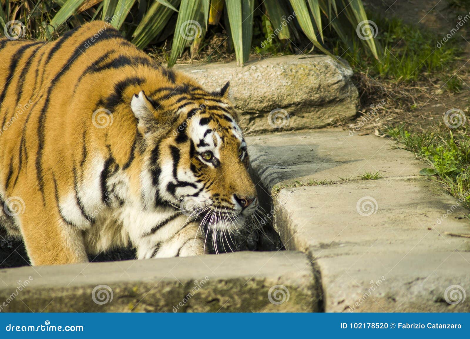 Siberian tiger hunting stock photo. Image of bengal - 102178520