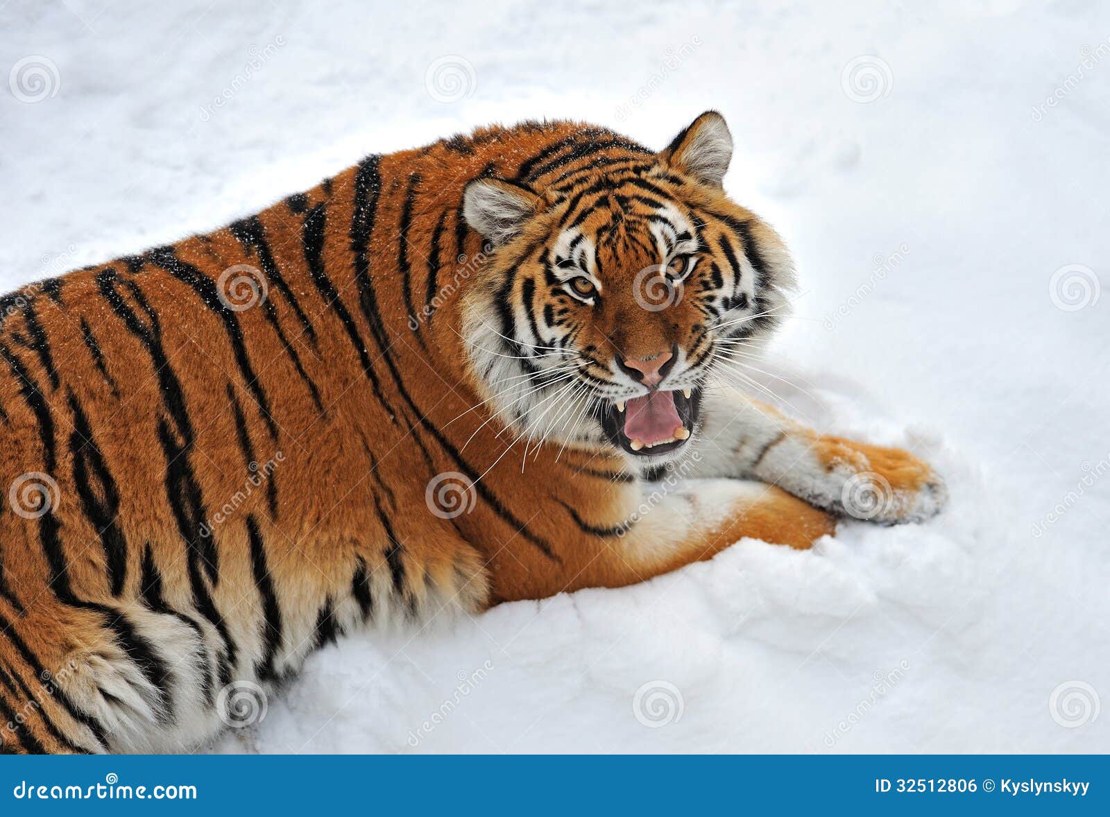 Siberian tiger stock photo. Image of forest, predator - 32512806