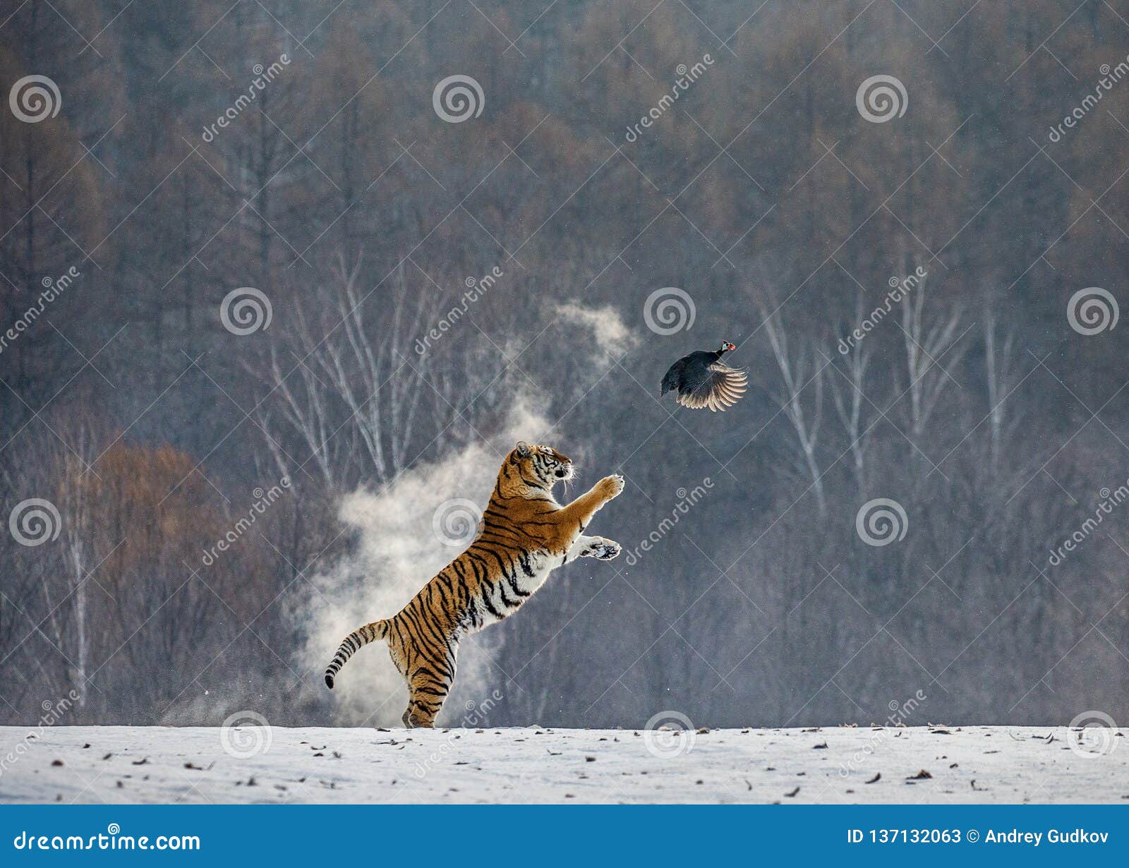 siberian tiger in a jump catches its prey. very dynamic shot. china harbin. mudanjiang province. hengdaohezi park.