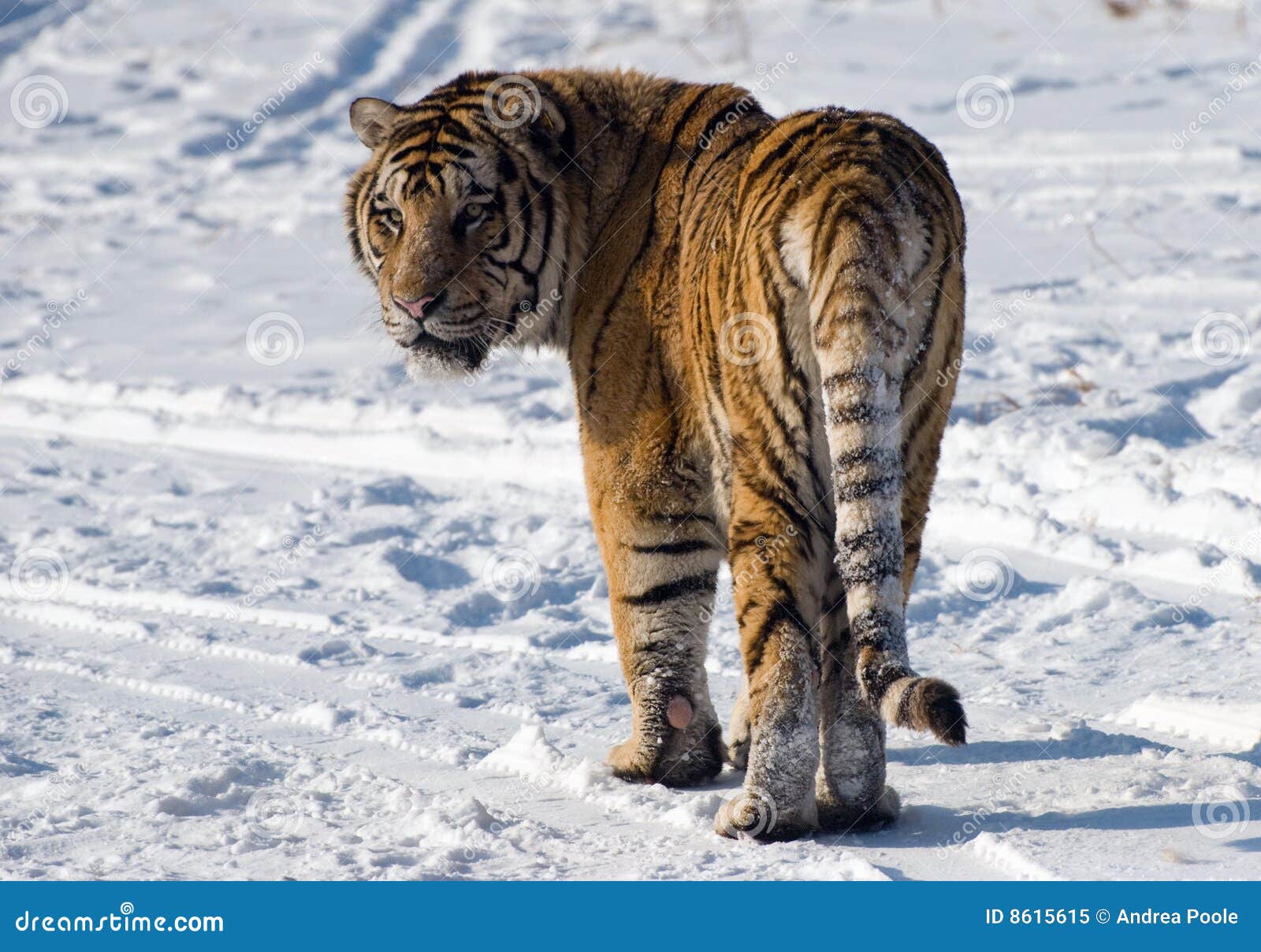 https://thumbs.dreamstime.com/z/siberian-tiger-looking-back-8615615.jpg