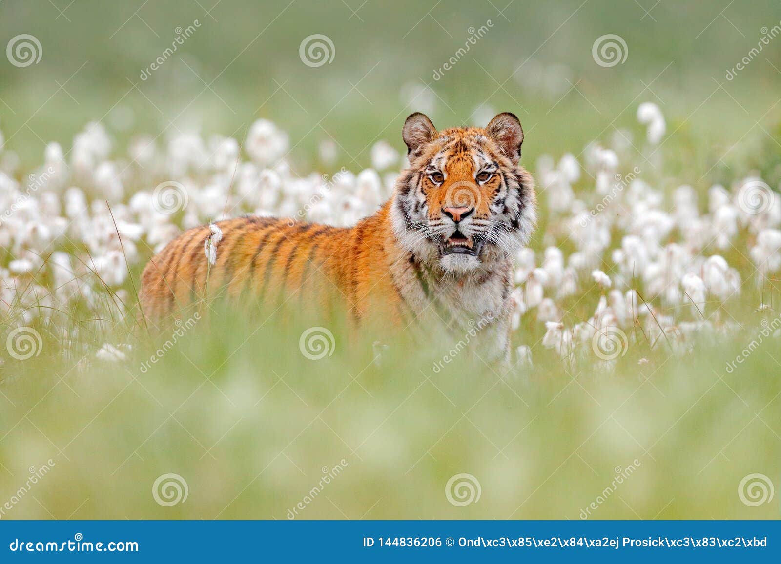 Siberian Tiger in Nature Forest Habitat, Foggy Morning. Amur Tiger