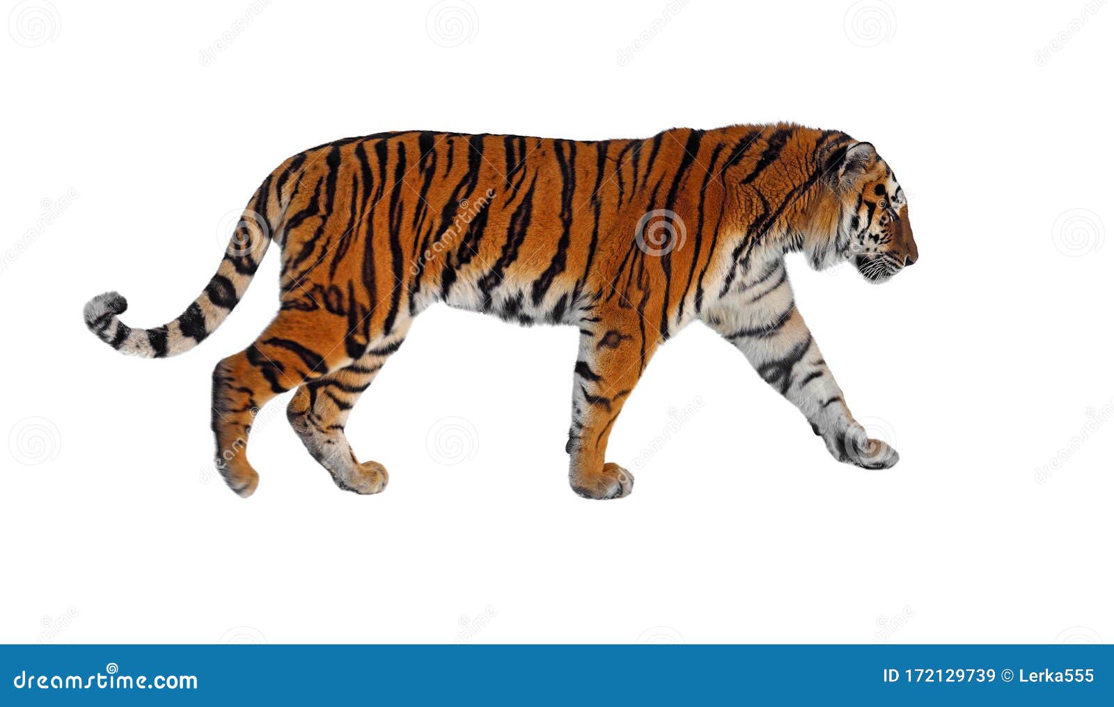 Siberian tiger P. t stock image. Image of isolated, fauna - 172129739