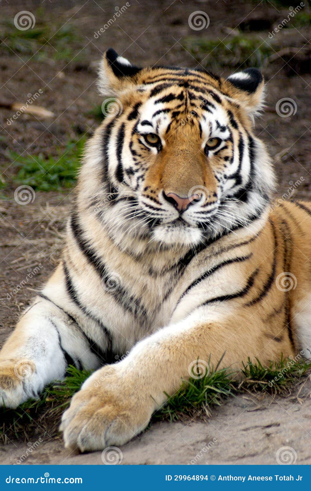 siberian tiger (panthera tigris altaica)