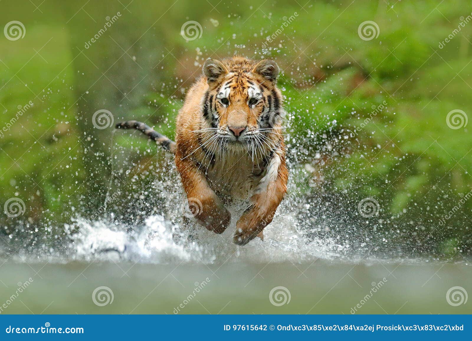 siberian tiger, panthera tigris altaica, low angle photo direct face view, running in the water directly at camera with water spla