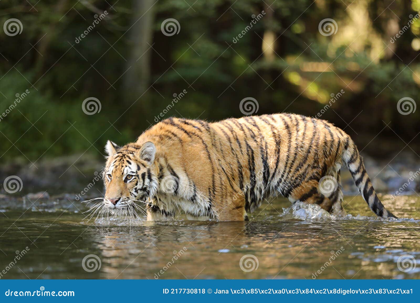 Amur Tiger Walking in the Water. Dangerous Animal in Green Forest Stream. Grey Stone, River Droplet. Siberian Tiger in the River. Stock Photo - Image of green, panthera: 217730818 Amur Tiger Walking in the Water. Dangerous Animal in Green Forest Stream. Grey Stone, River Droplet. Siberian Tiger in the River. Stock Photo - Image of green, panthera: 217730818