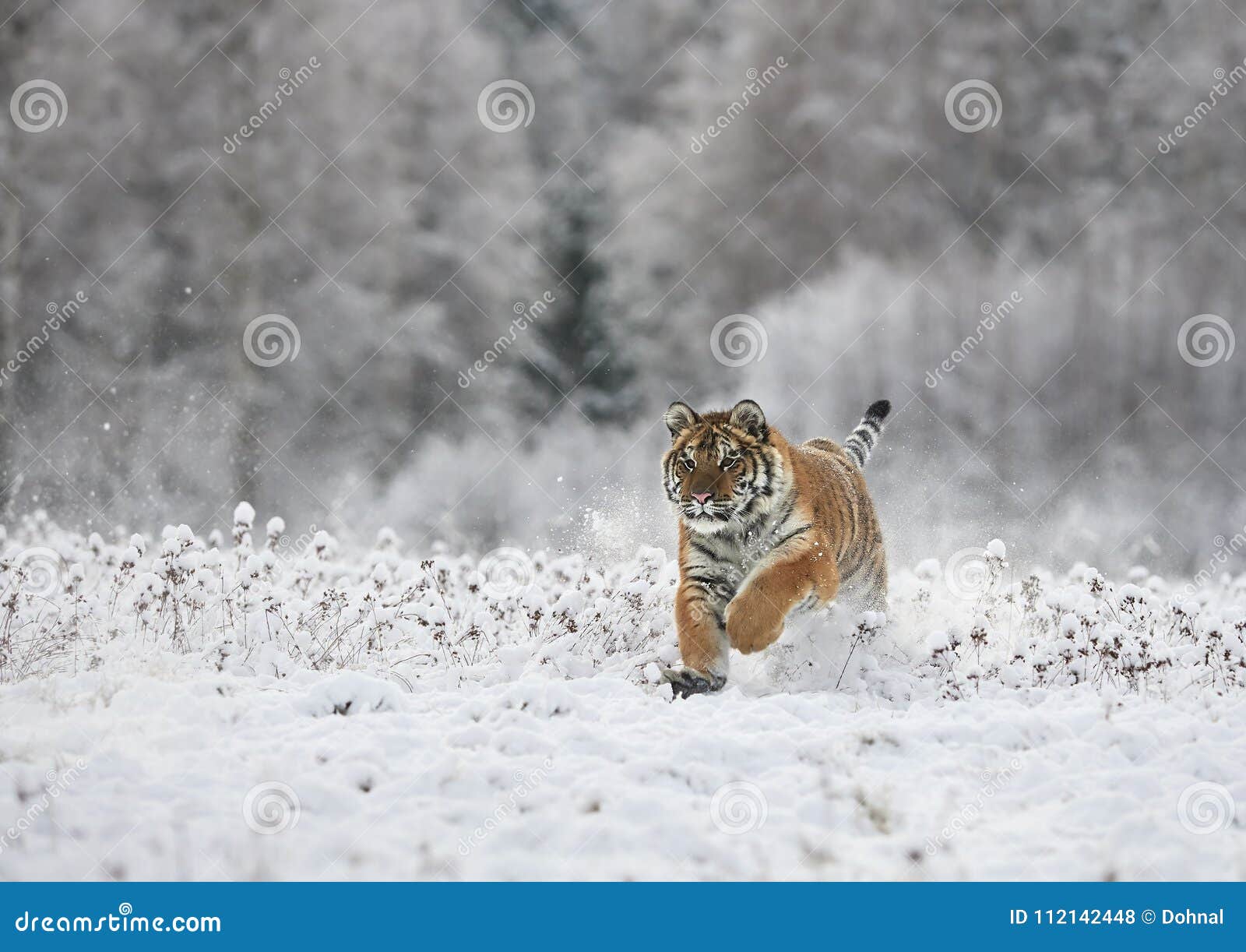 the siberian tiger panthera tigris tigris