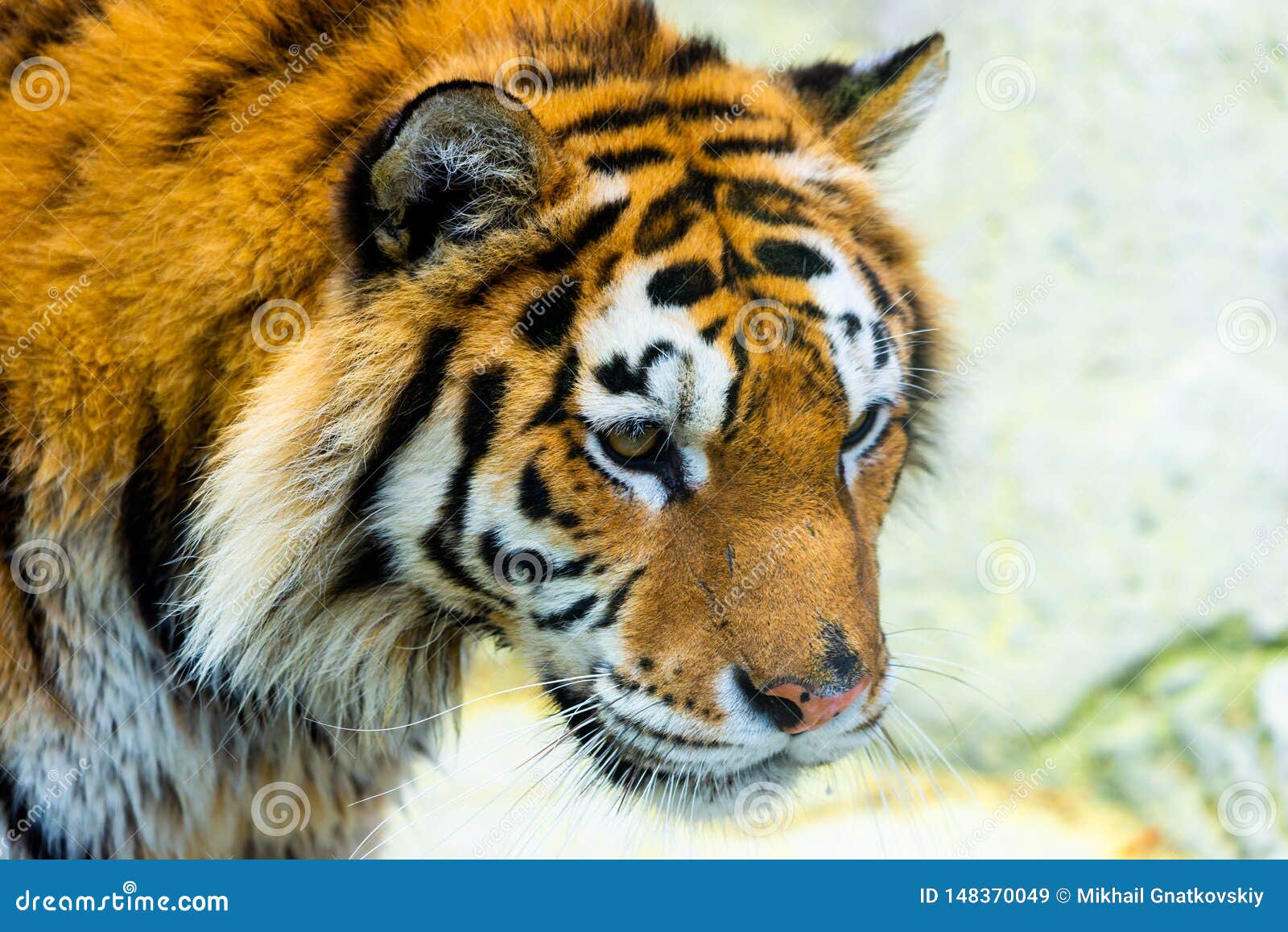 Siberian Tiger Portrait. Aggressive Stare Face Meaning Danger for the Prey  Foto de Stock - Imagem de animal, risco: 148370096