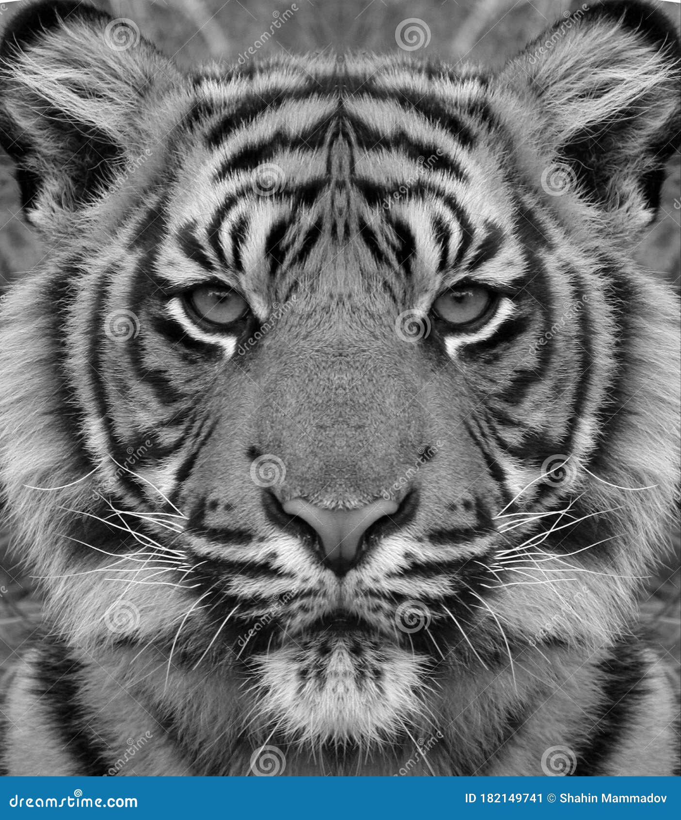 Black And White Tigers Wallpapers  Wallpaper Cave