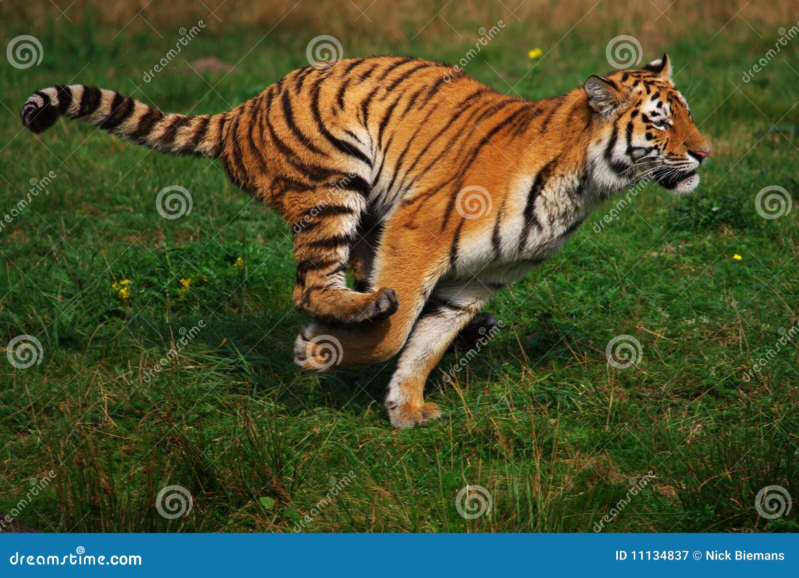 siberian tiger running