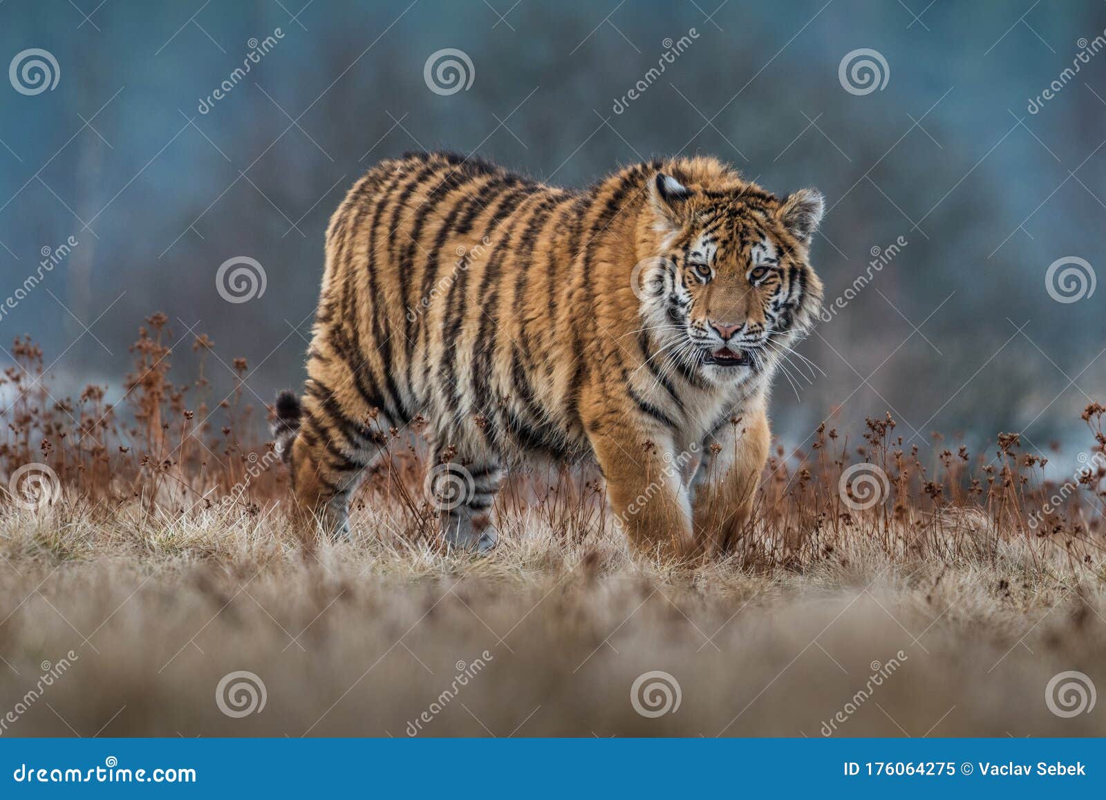 siberian tiger running. beautiful, dynamic and powerful photo of this majestic animal.