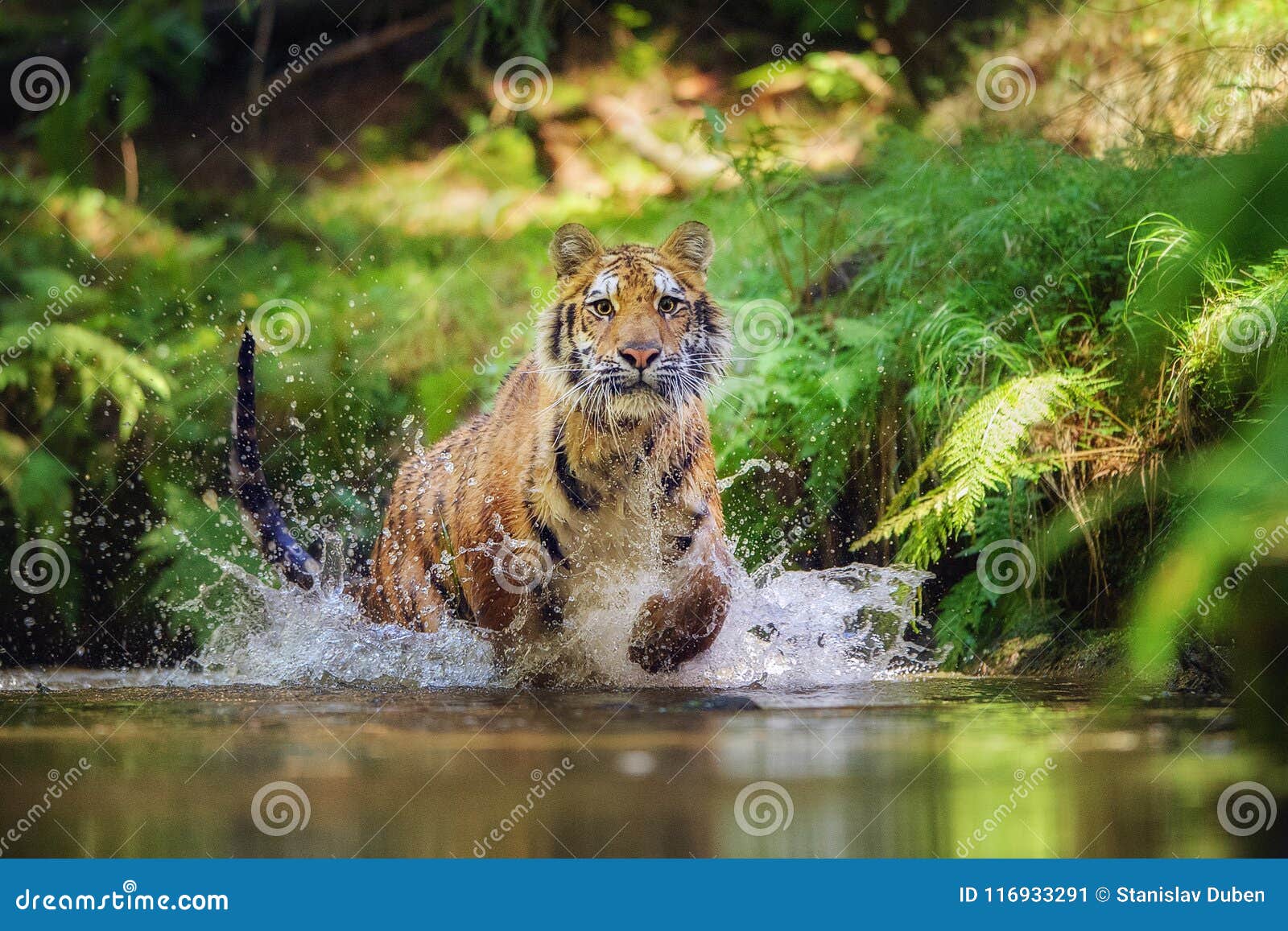siberian tiger running in the river. tiger with splashing water
