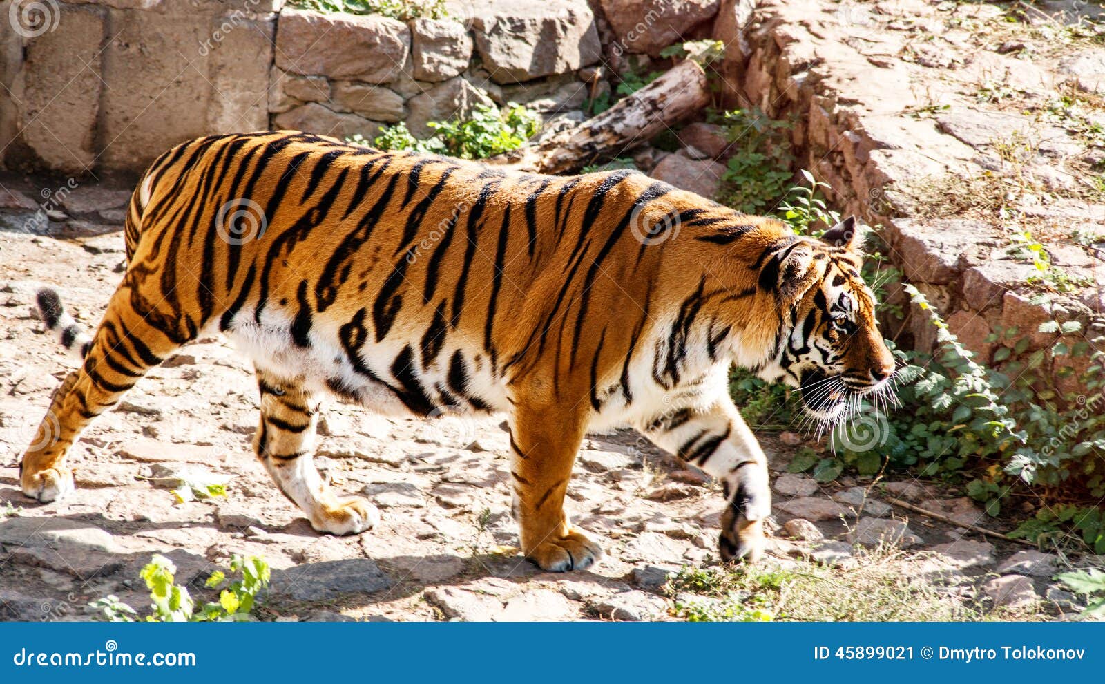 Siberian Tiger Stock Image Image Of Rocky Hunting Orange 45899021