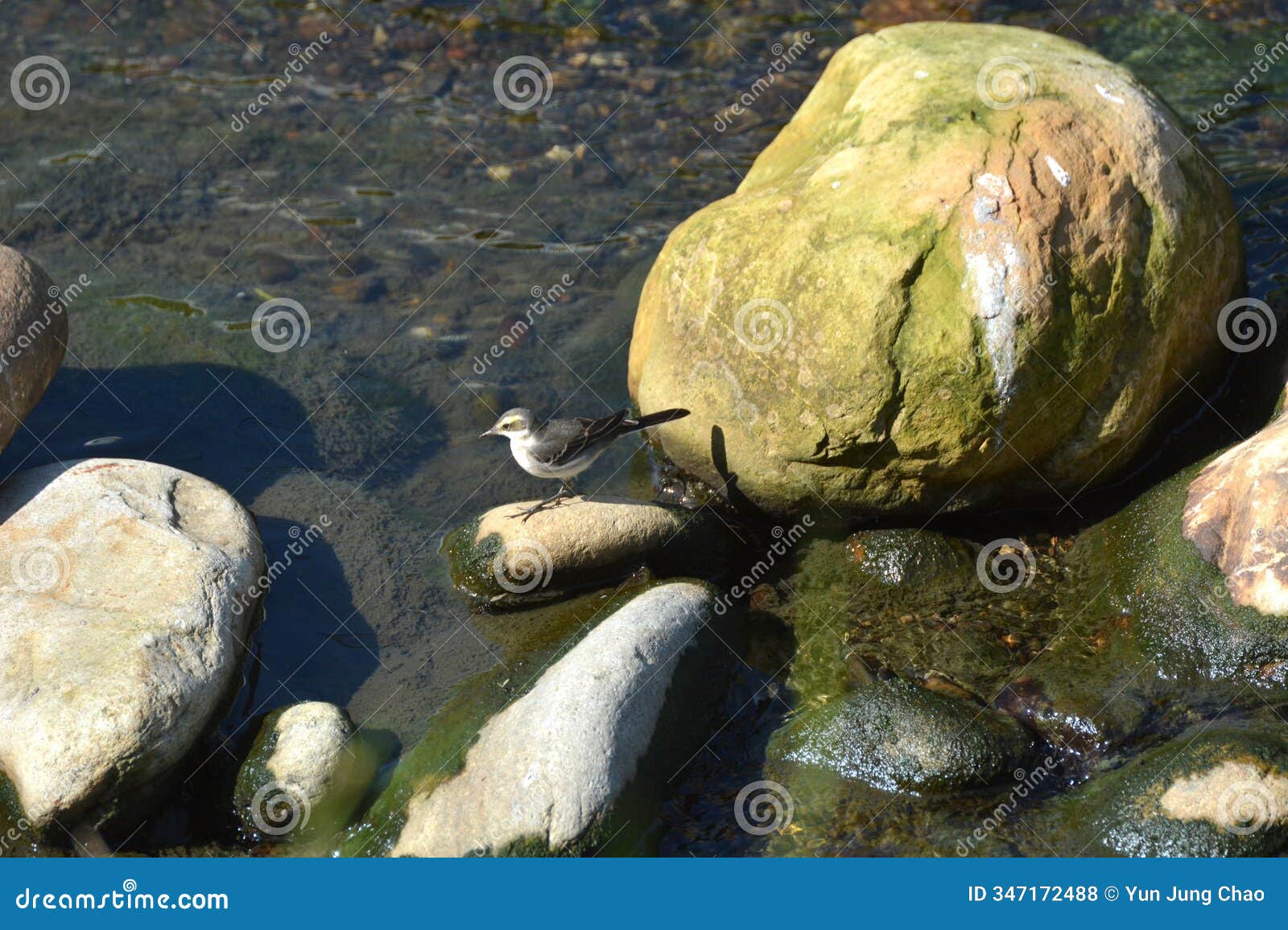 motacilla tschutschensis disguised as stone on stream bank