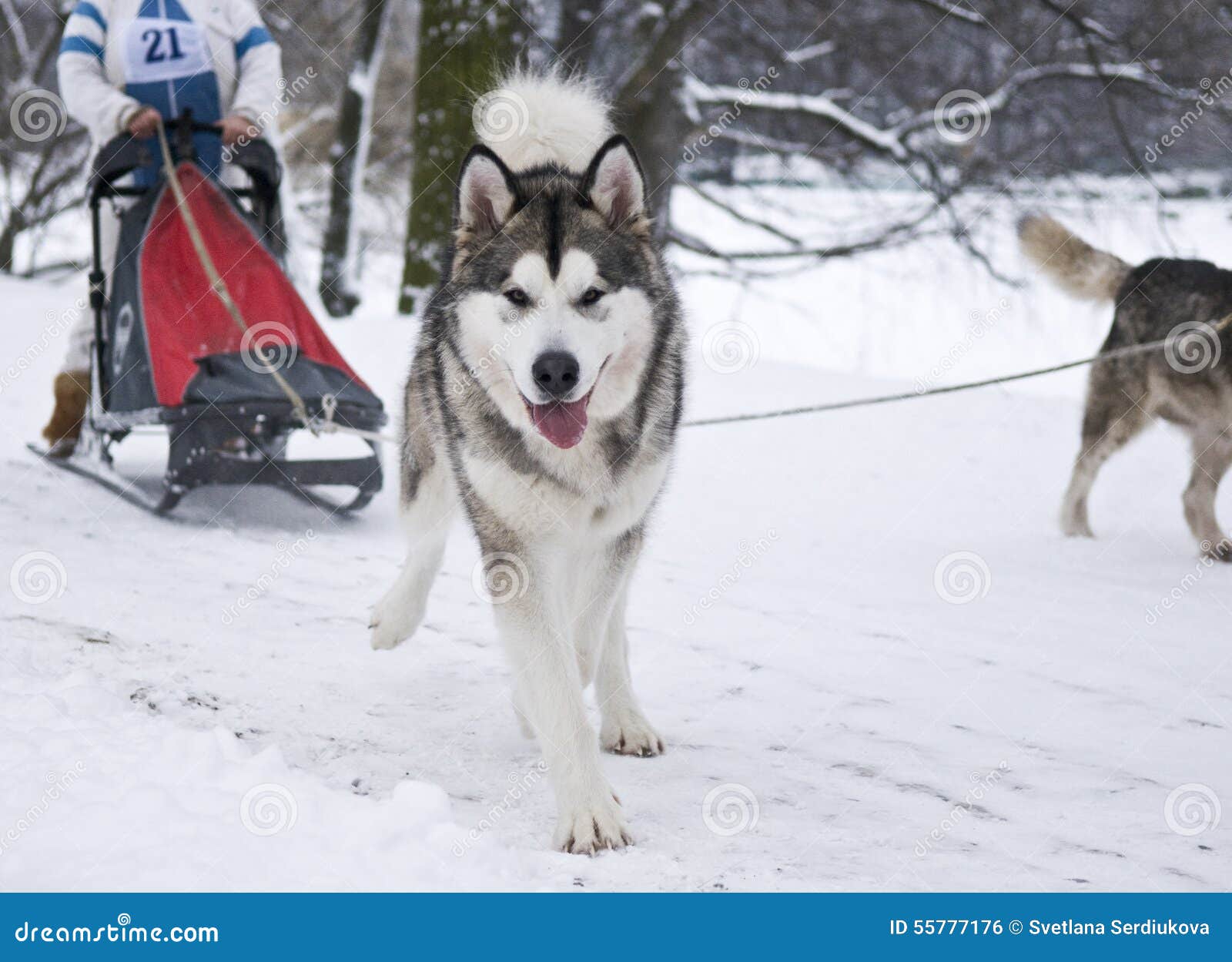 Siberiano Husky Pulling Sled. Un husky siberiano che tira una slitta con un driver Foto presa durante la concorrenza in San Pietroburgo, Russia di slitta trainata dai cani