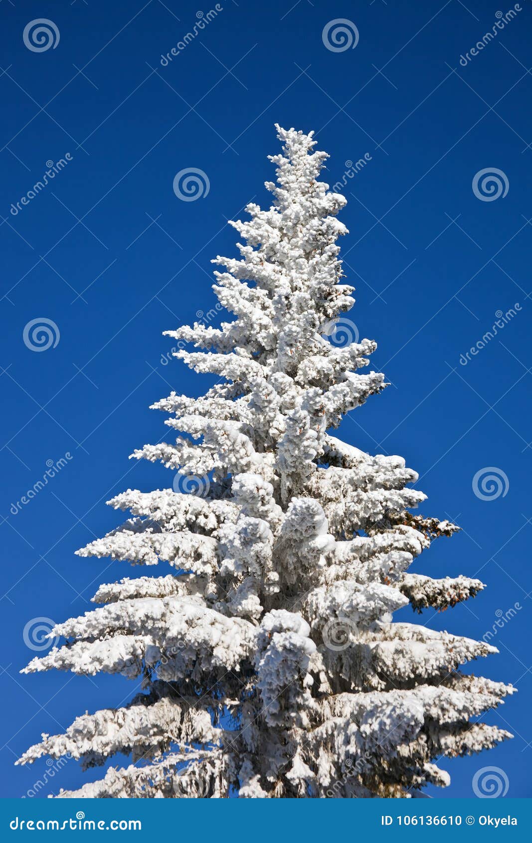 Emuleren Maak een bed seinpaal Siberische Sparren in Sneeuw Op Blauwe Hemelachtergrond in De Winter Stock  Foto - Image of kerstmis, precipitatie: 106136610