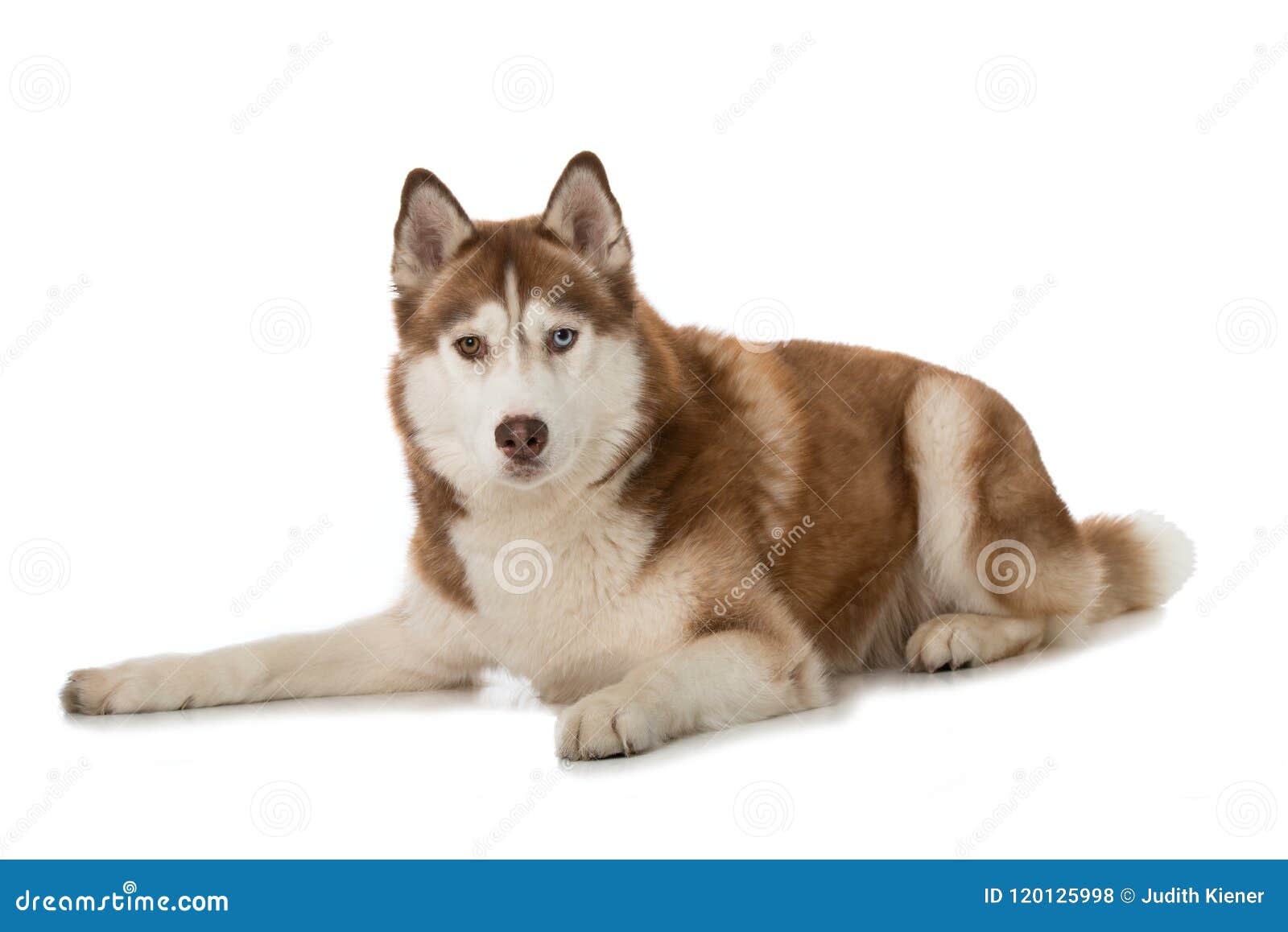 sibirian husky lying  on white background