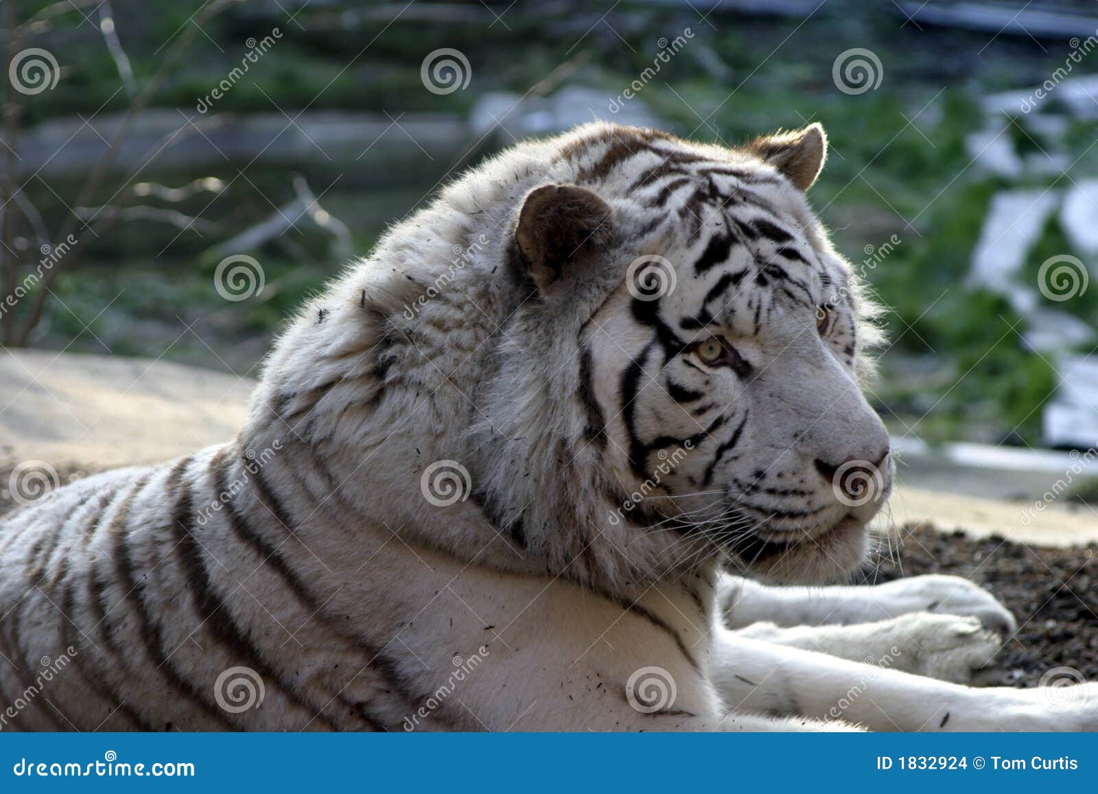 Sibirischer Schnee Tiger Stockfoto Bild Von Tatzen Katzenartig 1832924