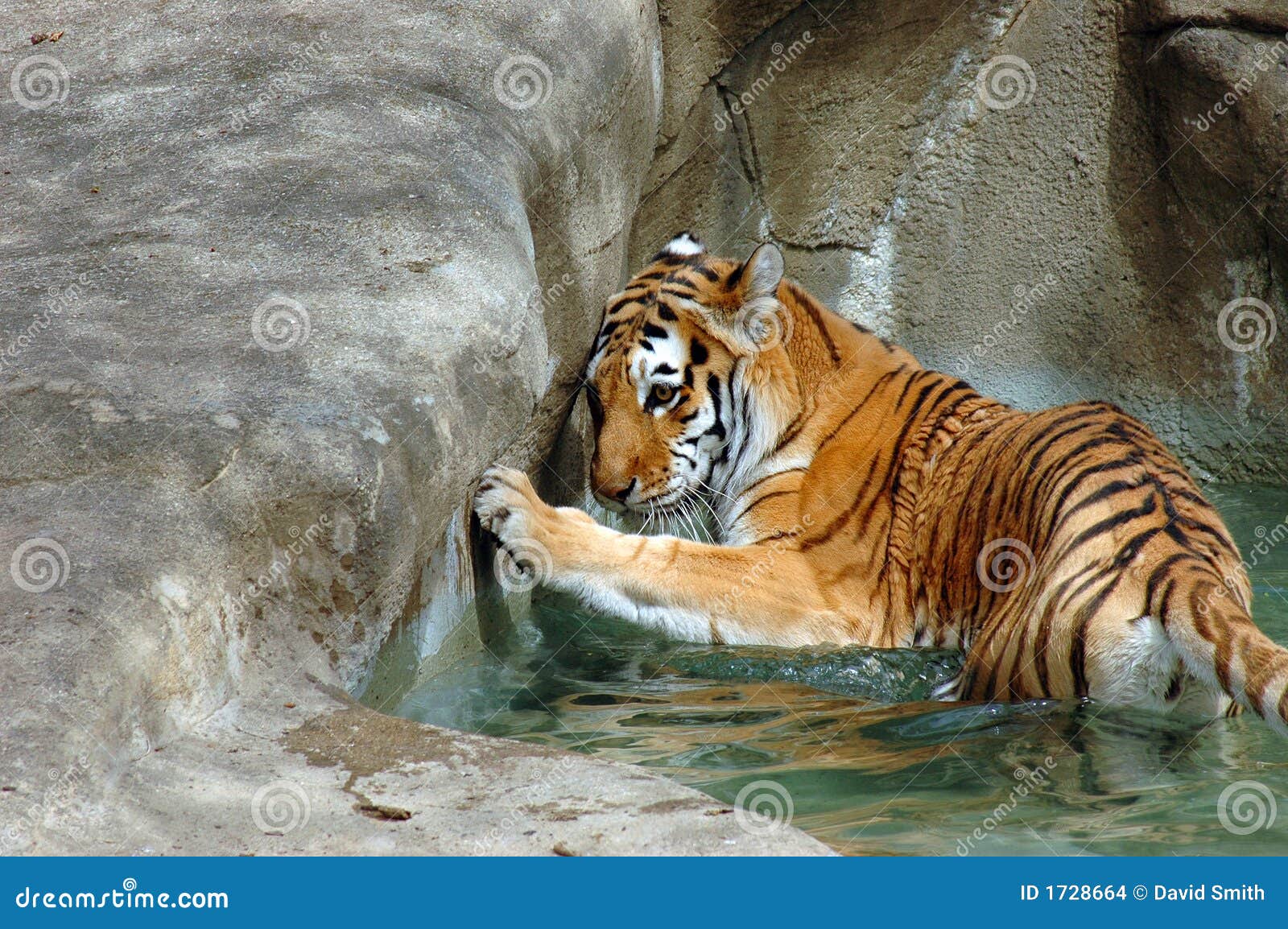 Sibirischer Tiger im Wasserpool am Zoo. Sibirischer Tiger, der weg im Wasser groto am Brookfield Zoo abkühlt