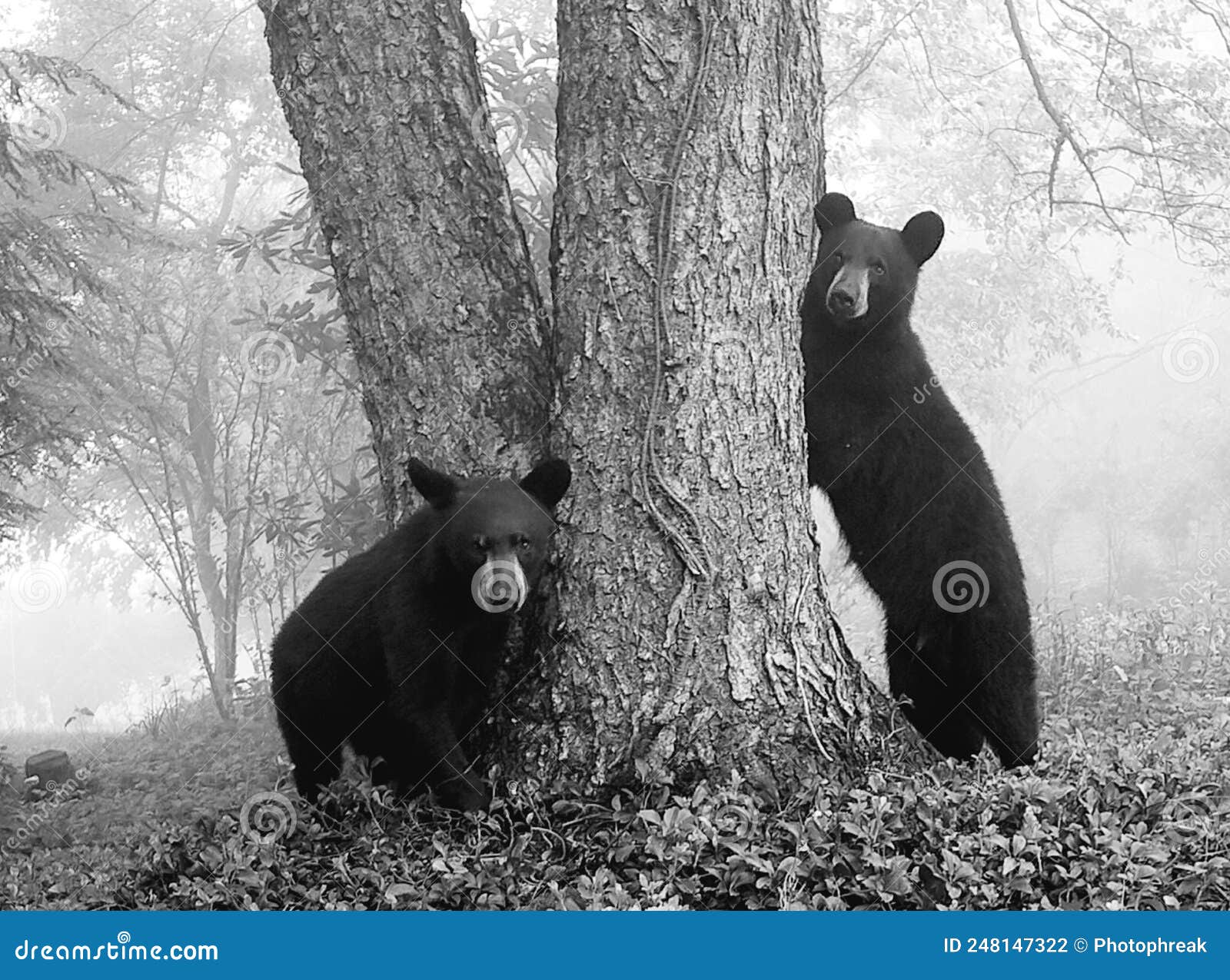 siblings. black bear yearling hanging around a tree in the mountians in black and white.