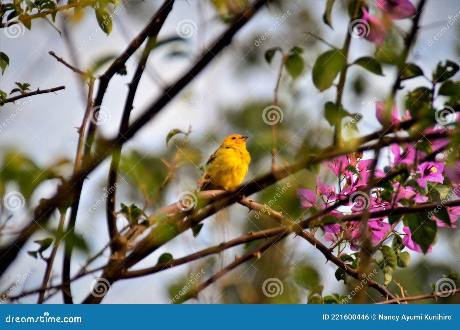 a graceful thoughtful sicalis flaveola on the bougainvillea branch