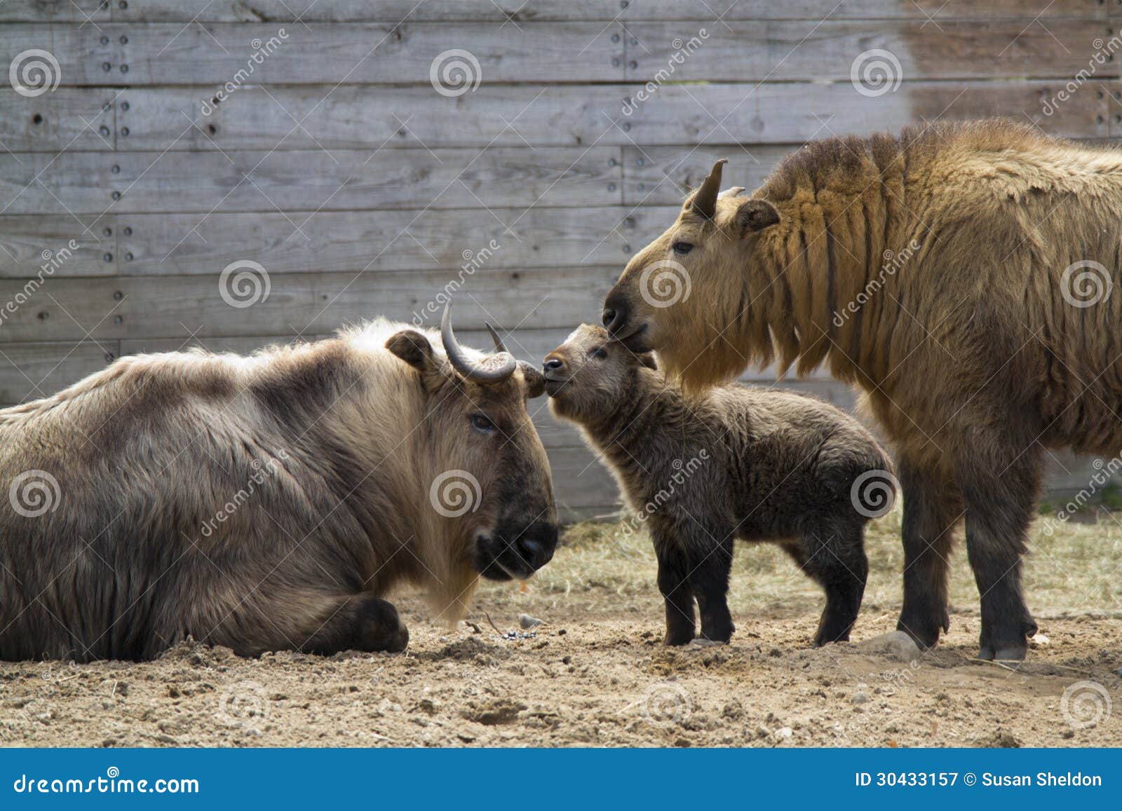 Sichuan Takin family stock image. Image of family, longhaired - 30433157 Sichuan Takin family stock image. Image of family, longhaired - 30433157