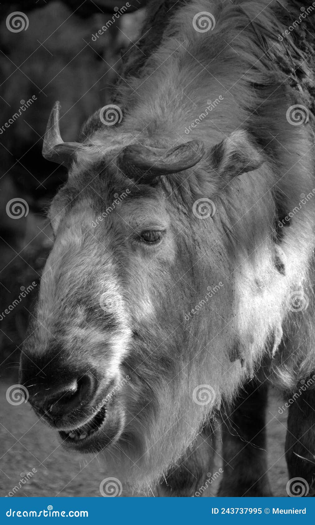 sichuan takin or tibetan takin is a subspecies of takin goat-antelope.